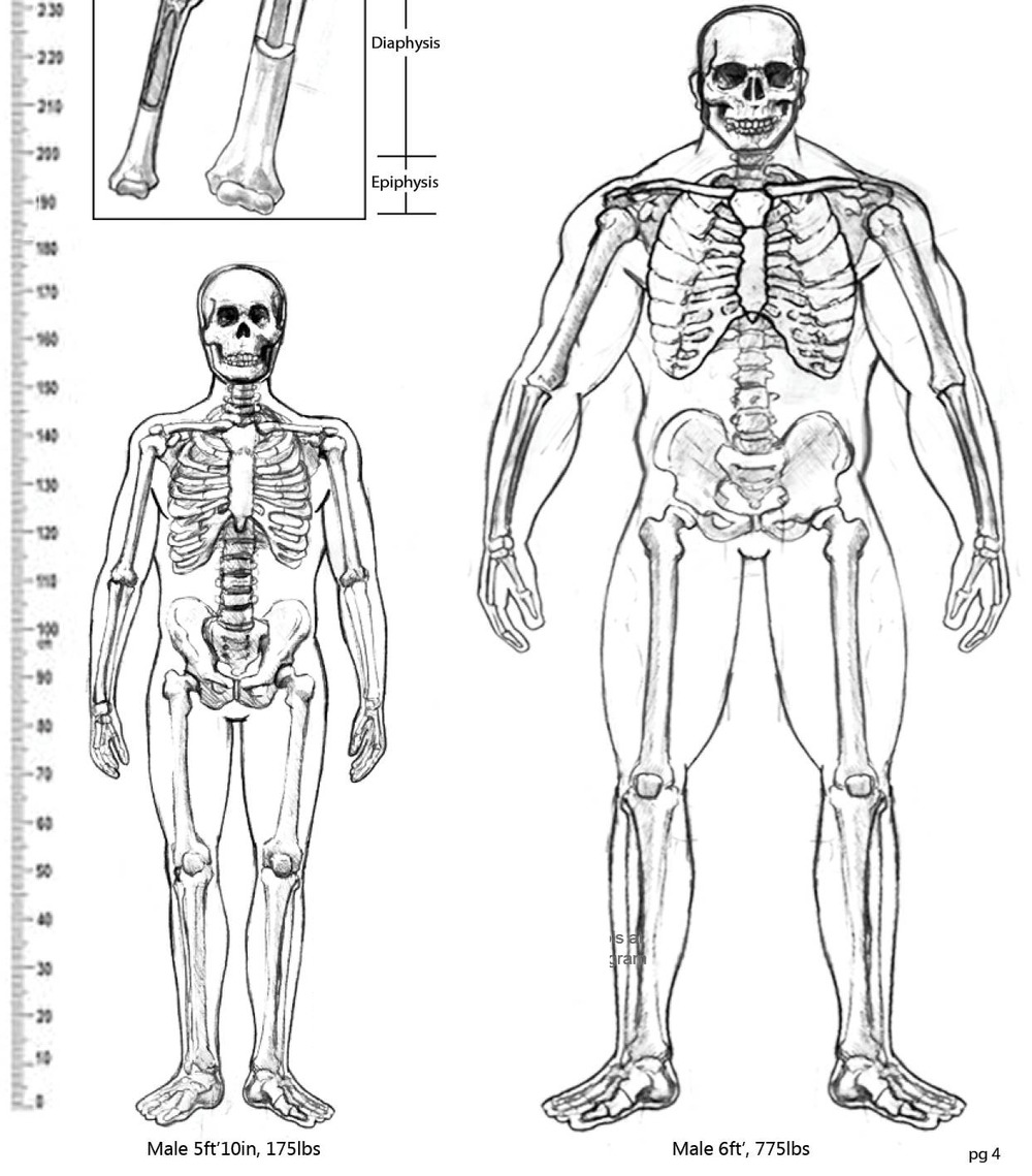 Astartes анатомия